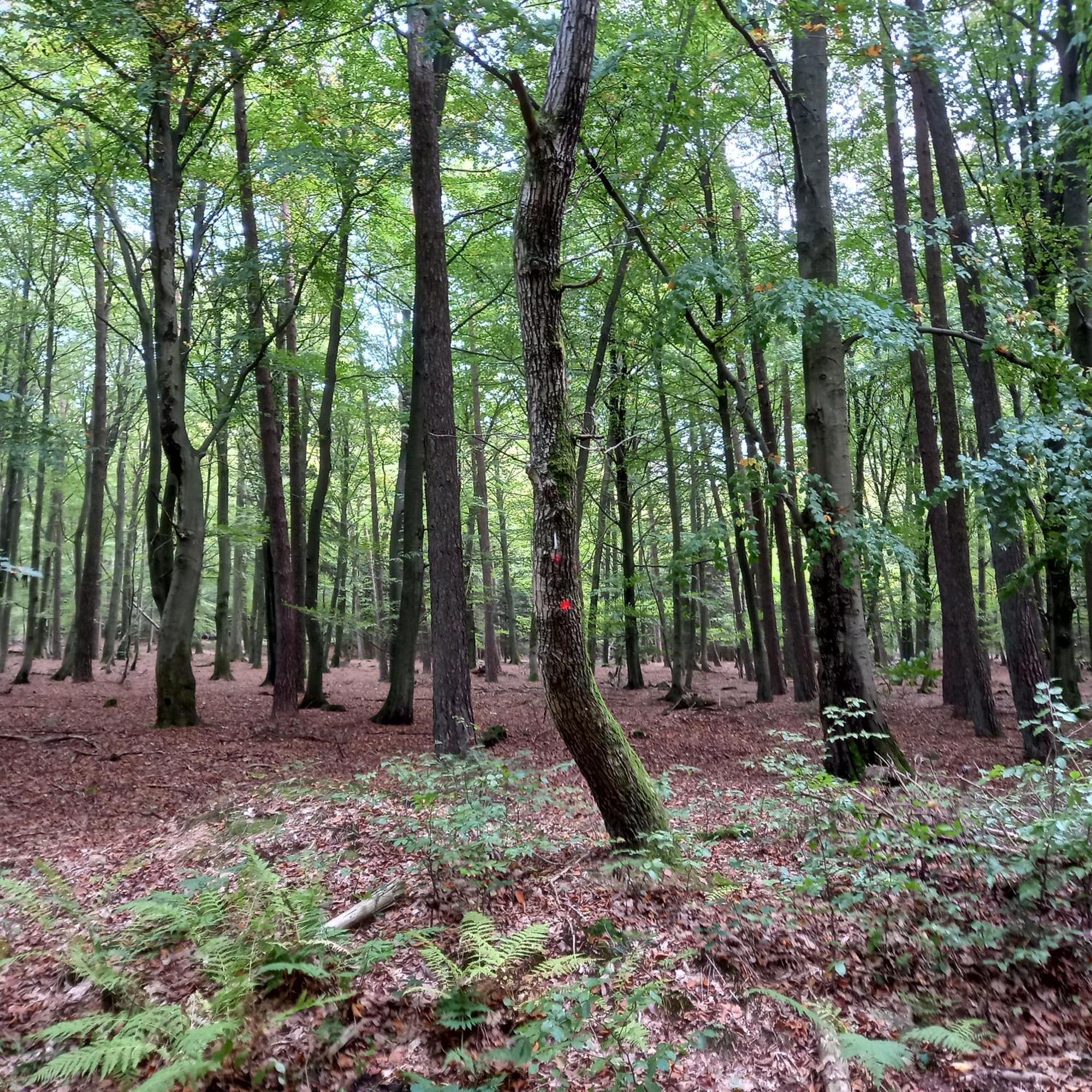 Vila Le Verger D' Adele Vielsalm Exteriér fotografie